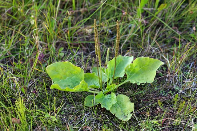 Plantain plant in grass.