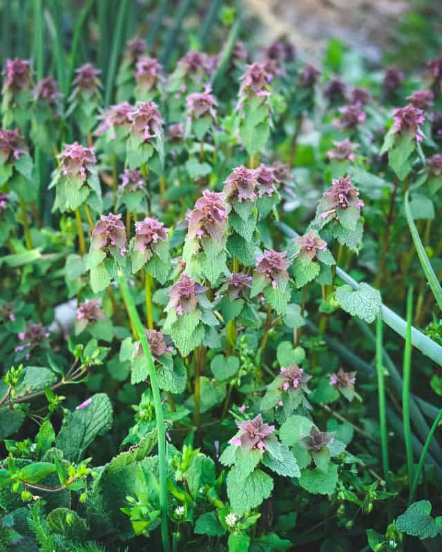 Purple dead nettle patch in the sunlight.