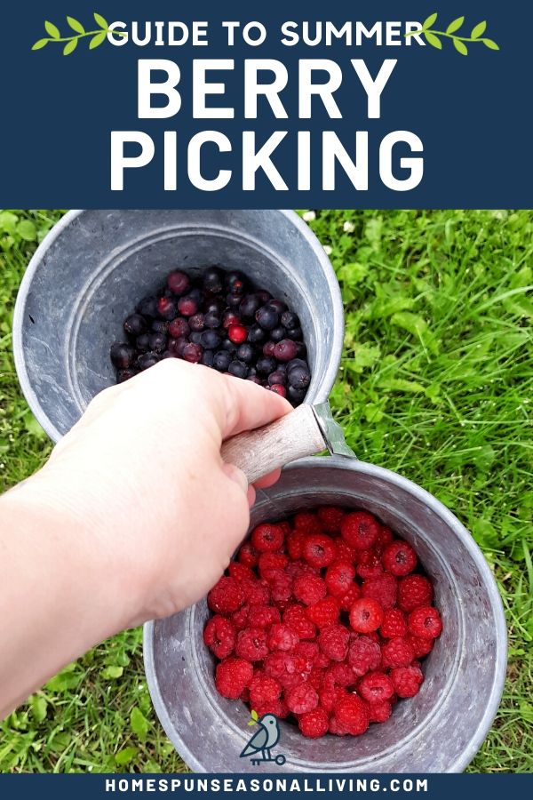 A woman's hand holding a double bucket full of red and blue berries with text overlay.