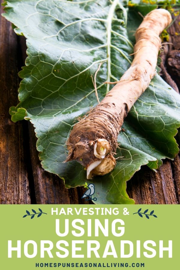 Piece of horseradish root sitting on a leaf with text overlay.