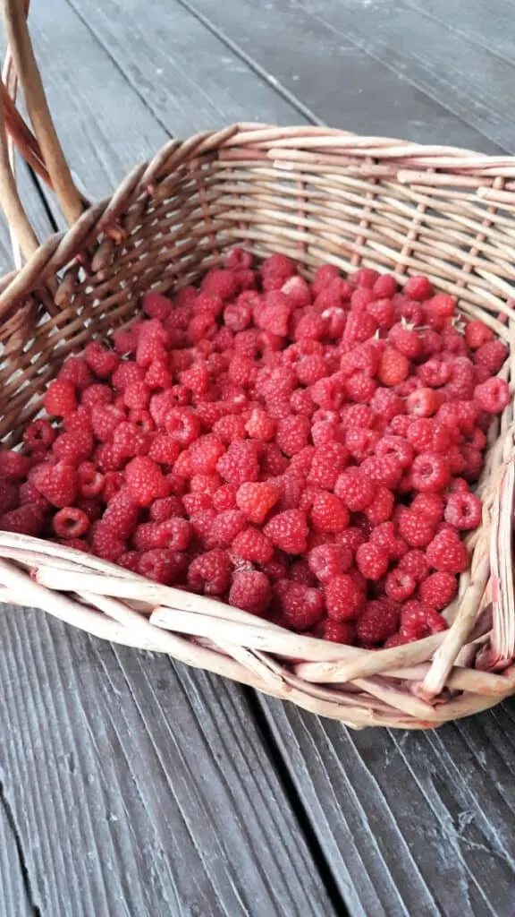 Red raspberries in a basket.
