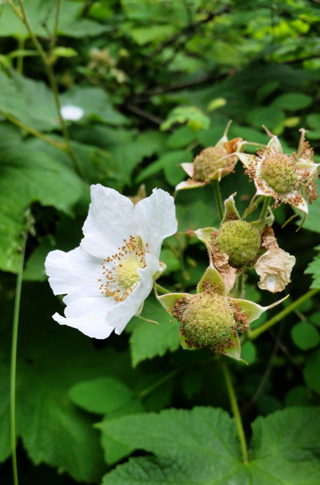 Thimbleberry flower in bloom and green berries on the bush.