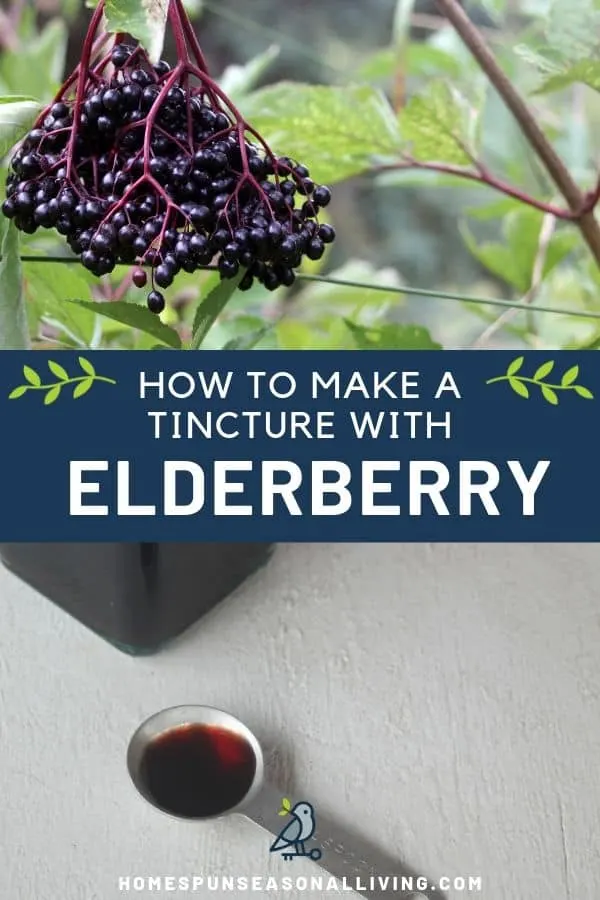 A collage of three graphics, a photo of elderberries hanging from the bush on top, text overlay in the middle, and elderberry tincture in a spoon on the bottom.