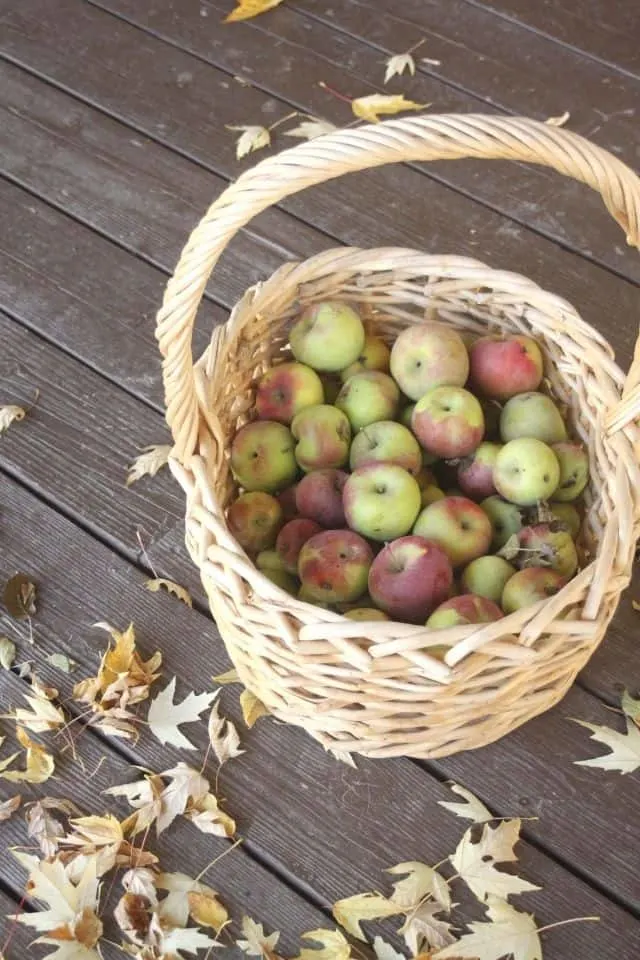 A wicker basket full of fresh apples sitting on a deck surrounded by fall leaves.