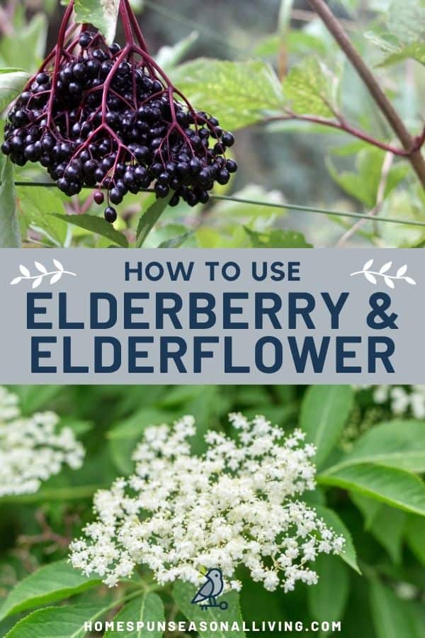 A picture of ripe elderberries hanging from the shrub, stacked on top of text overlay stating: how to use elderberry & elderflower, stacked on top of a photo of elderflowers in bloom on leafy branches.