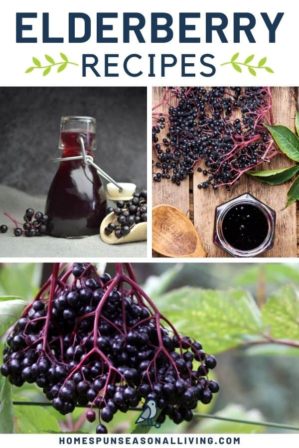 Text overlay stating elderberry recipes above a collage of photos containing an open bottle of elderberry tincture, an open jar of elderberry jelly, and fresh elderberries hanging on a stem.