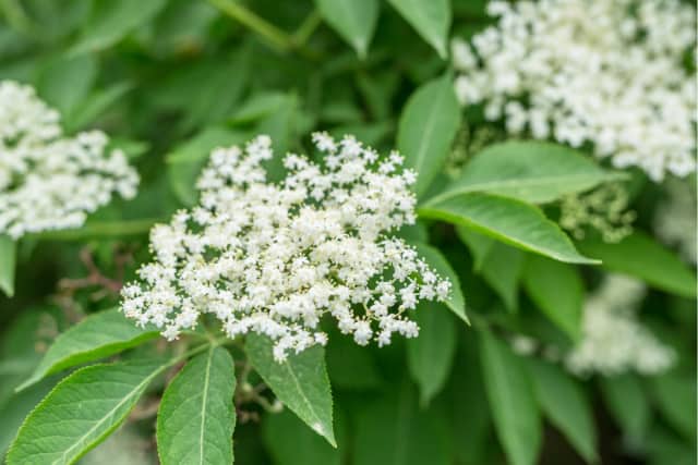 Elderflower in bloom on leafy branches.