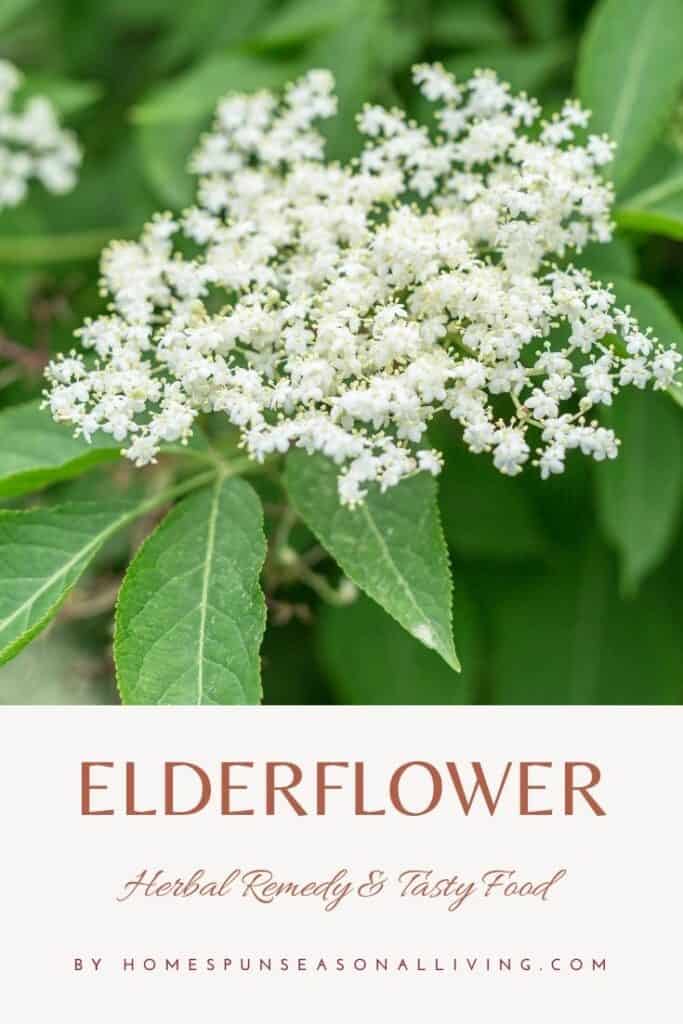 Blooming elderflower with leaves and test overlay stating Elderflower: Herbal remedy and tasty food.