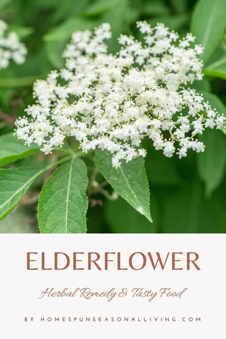 Elderflower & Elderberry Uses Homespun Seasonal Living