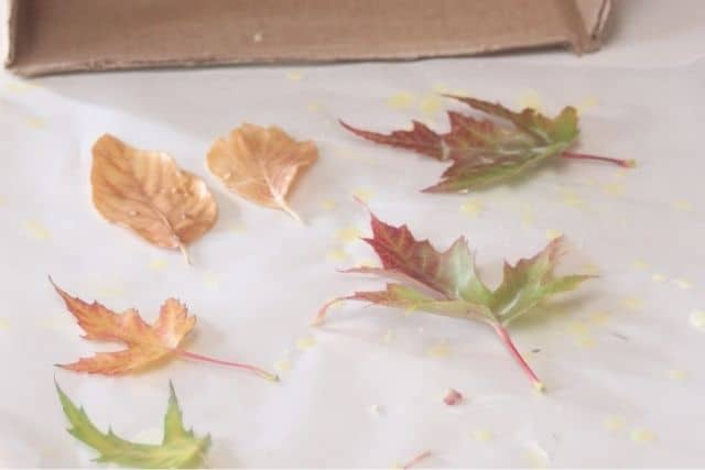 Multicolored fall tree leaves that have been dipped in beeswax, cooling and drying on wax paper.