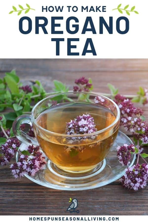 How to Make Amazing Homemade Oregano Tea Homespun Seasonal Living