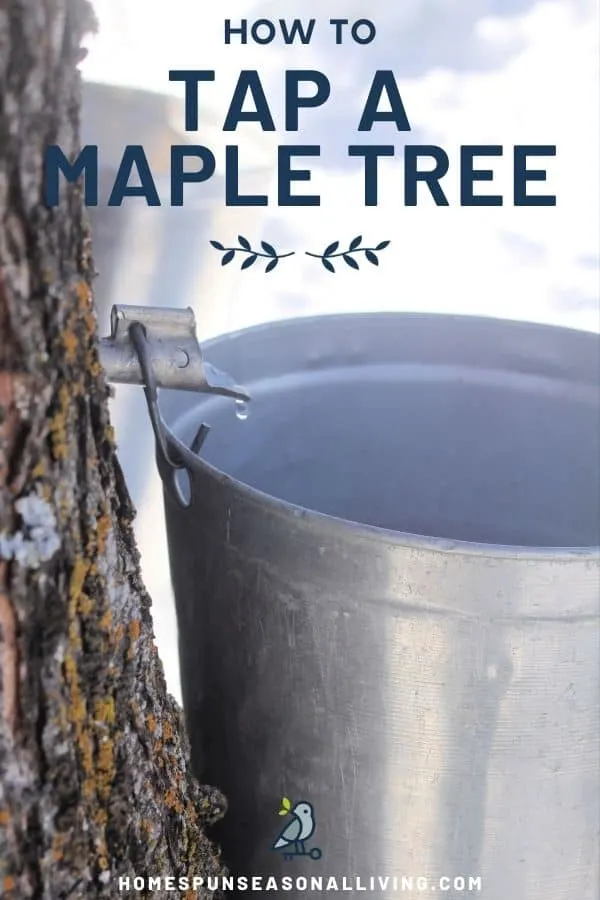 A spile sticking out of a tree truck dripping sap into a metal bucket with text overlay stating: how to tap a maple tree.