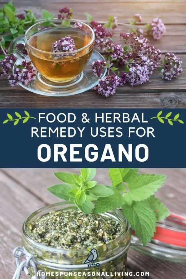 A clear glass cup and saucer full of herbal tea surrounded by fresh oregano flowers stacked on top of a text box reading food & herbal remedy uses for oregano stacked on a top of an image of an open jar of pesto surrounded by fresh herb leaves.