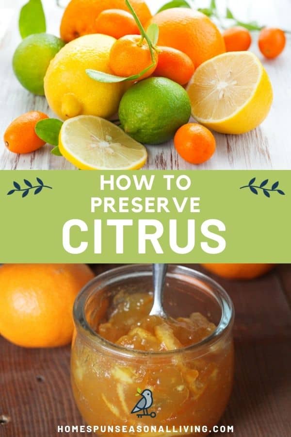A photo of a variety of citrus sitting on top of a text overlay reading: how to preserve citrus, sitting on top of a photo of an open jar of orange marmalade.