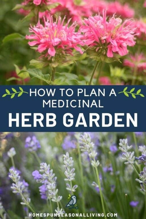 How to Plant a Medicinal Herb Garden - Homespun Seasonal Living