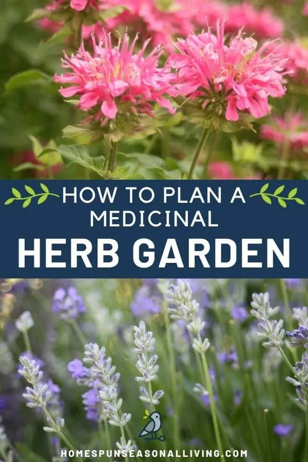 A photo of pink bee balm flowers in the garden sitting on top of a blue text block stating 'how to plan a medicinal herb garden' sitting on top of an image of lavender buds and flowers in the garden.