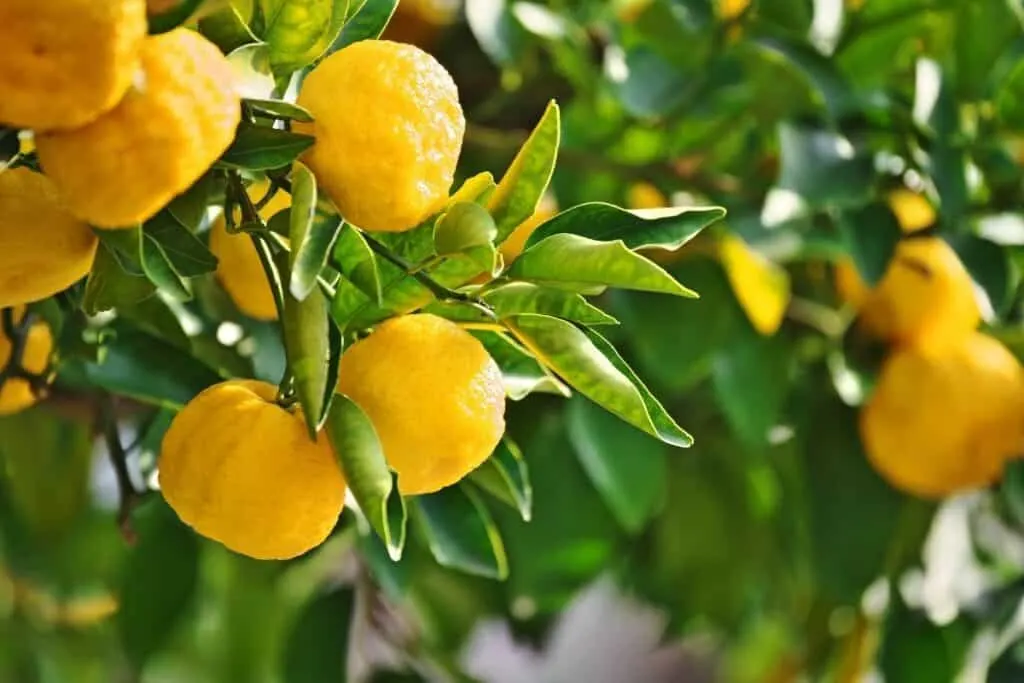 Lemons growing on a tree surrounded by fresh leaves.