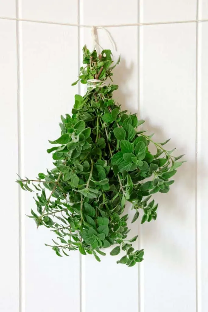 A bunch of fresh oregano stems tied together and hanging from a rope against a white wall.