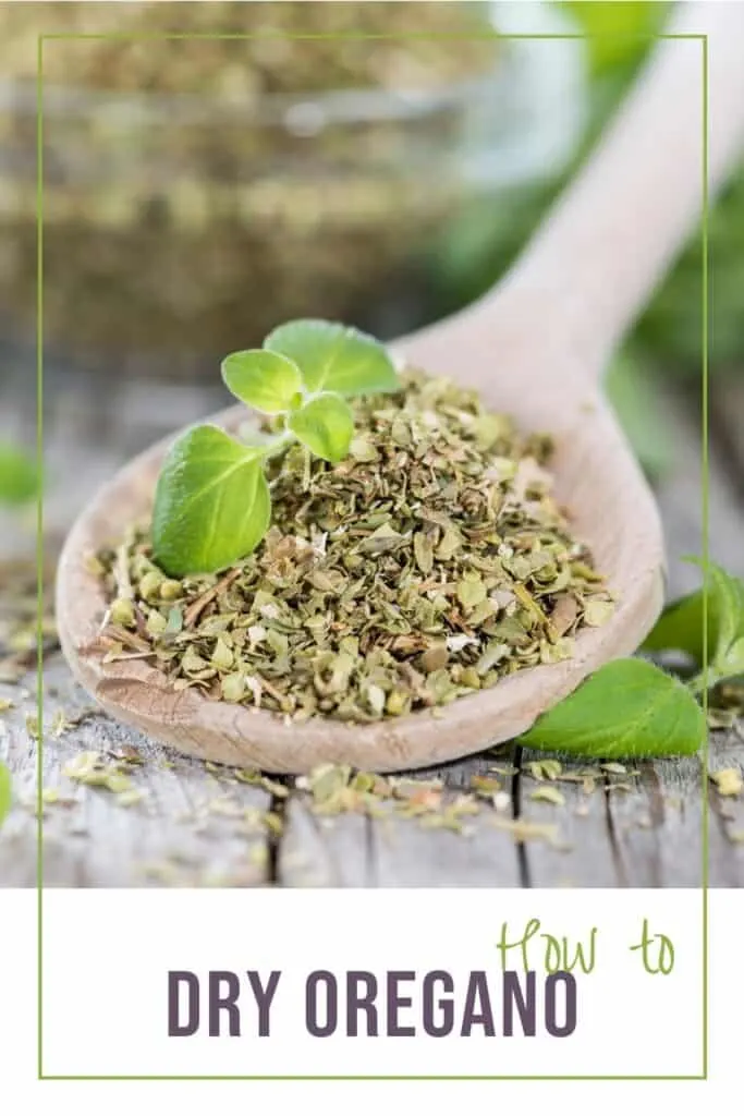 A wooden spoon full of dried herbs with fresh oregano sitting on top with text overlay reading: how to dry oregano.