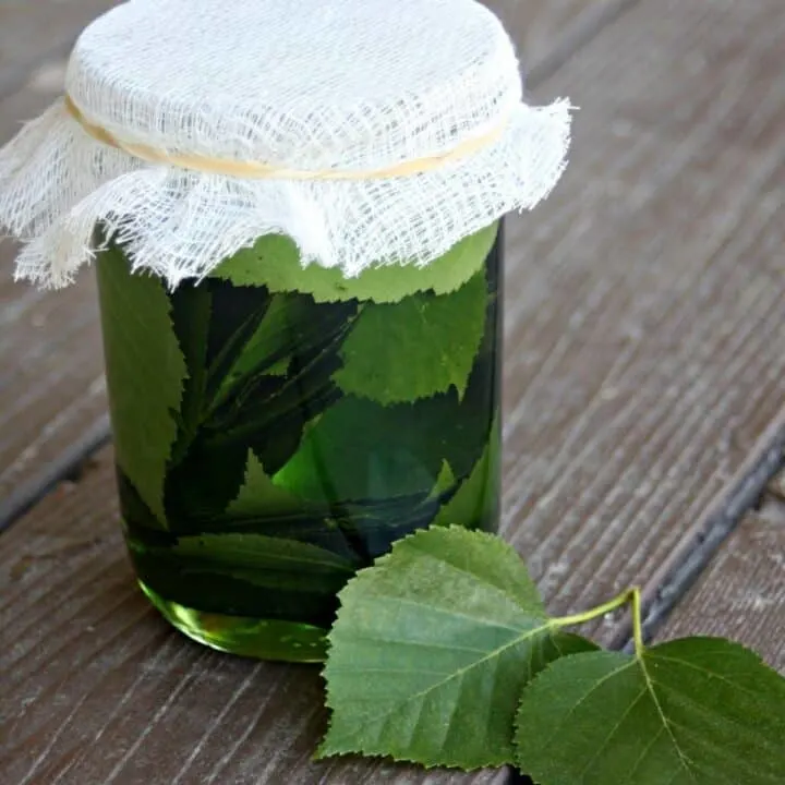 A glass canning jar full of oil and birch leaves topped with cheesecloth secured with a rubberband sitting next to fresh birch leaves on a table.