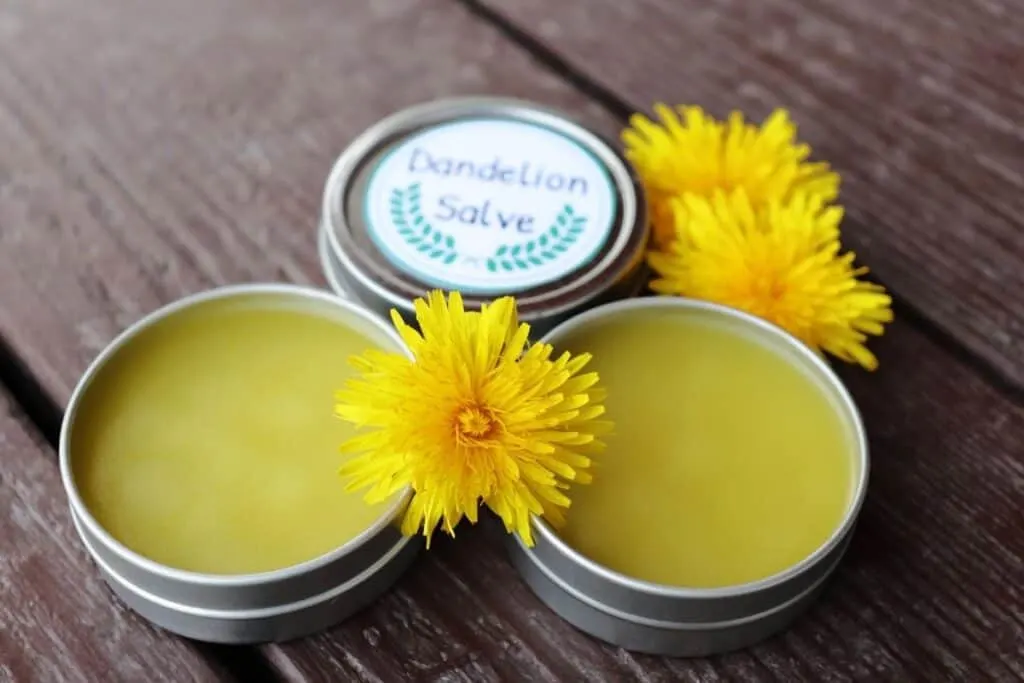 2 metal tins without lids exposing salve inside surrounded by fresh dandelion flowers and a third tin behind with a white label on the lid stating: dandelion salve.
