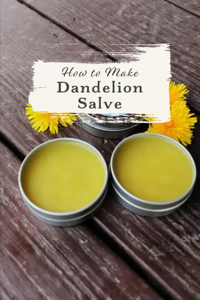 An open metal tin of salve sitting on table with fresh dandelion blossoms with text overlay reading how to make dandelion salve..