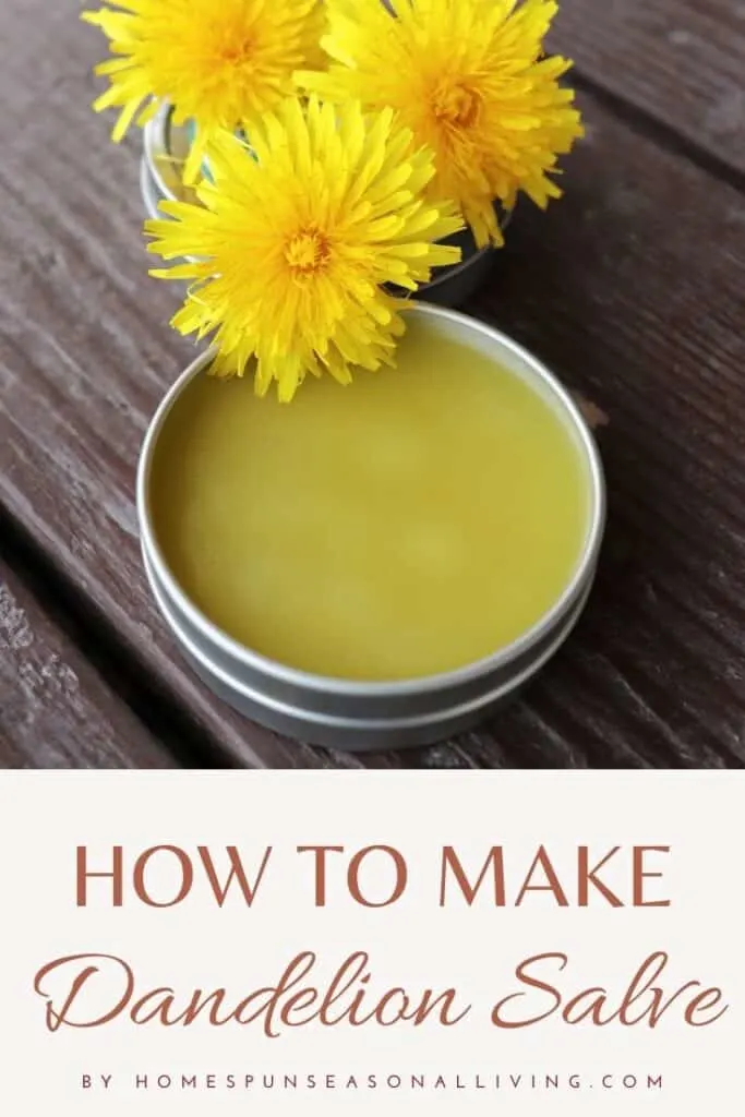 An open metal tin of salve sitting on table with fresh dandelion blossoms with large text block at bottom reading how to make dandelion salve.