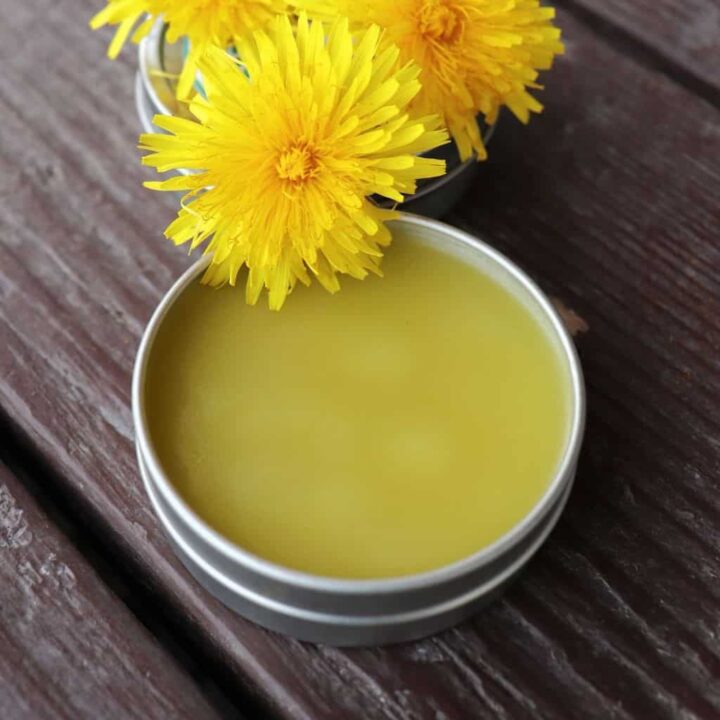 An open metal tin of salve sitting on table with fresh dandelion blossoms.