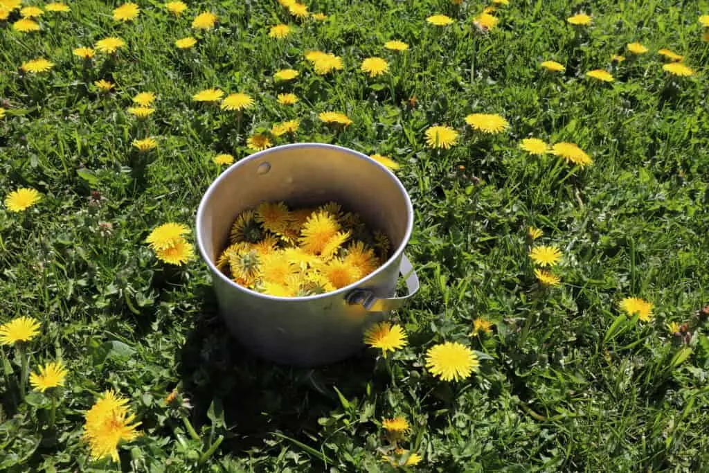 A metal bucket half full of dandelion flowers sitting in the grass surrounded by more dandelions growing.