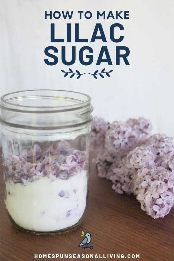 A canning jar full of sugar and lilac blossoms sitting next to a stem of lilac flowers on a table with text overlay stating: how to make lilac sugar.