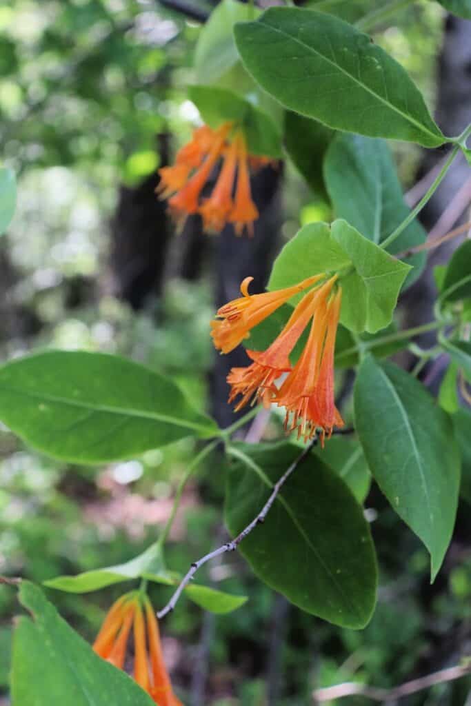 Orange honeysuckle blossoms in bloom on vines full of leaves in the forest.