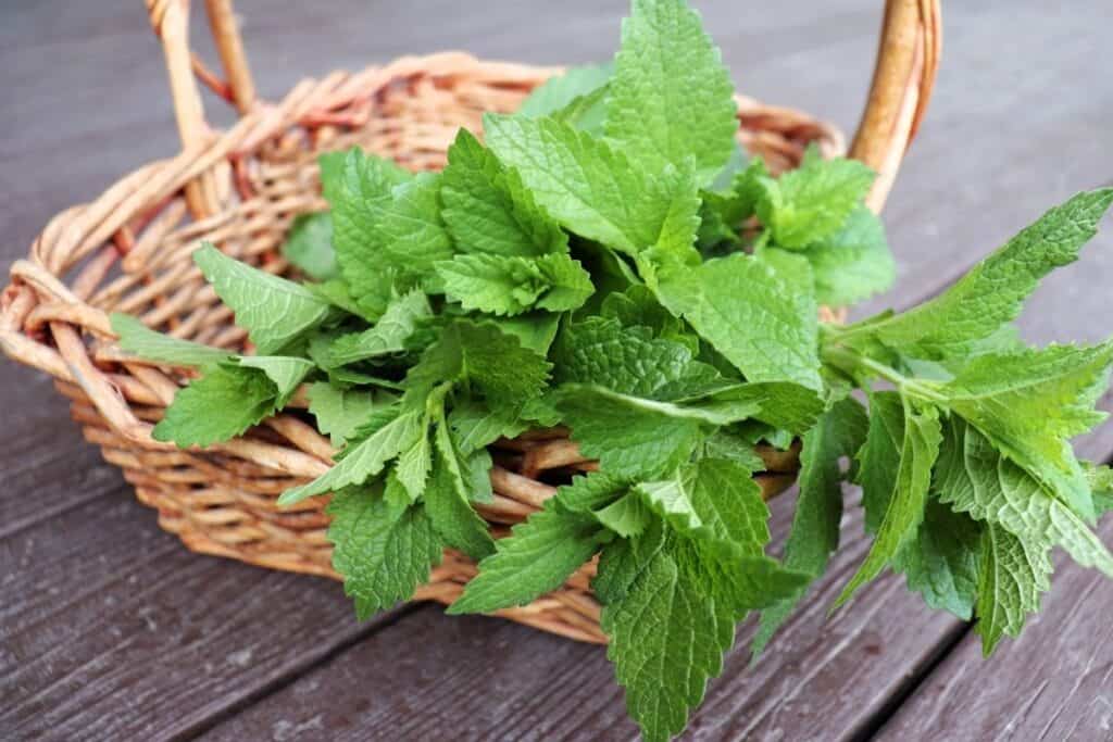 Stems of lemon balm sitting in a wicker basket.