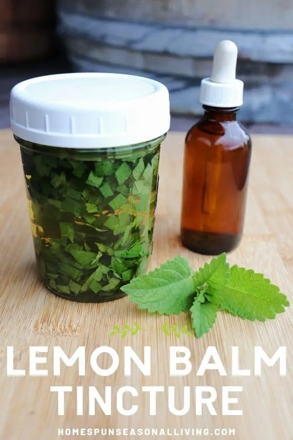 A canning jar full of chopped leaves submerged in liquid sitting next to a brown dropper bottle with fresh lemon balm leaves on the table with text overlay reading lemon balm tincture.