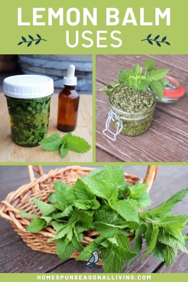 A text block stating lemon balm uses sitting above 3 photos. A photos of lemon balm tincture in a glass jar, pesto in an open glass jar and a basket of fresh lemon balm stems. 