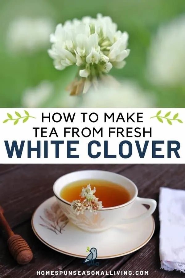 A close-up image of a white clover flower, stacked on top of a text overlay box reading: how to make tea from fresh white clover, stacked on top of an image of A teacup full of tea sitting on a saucer, a honey dipper to the left, a white napkin to the right.