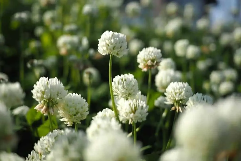 White clover flowers in a field.