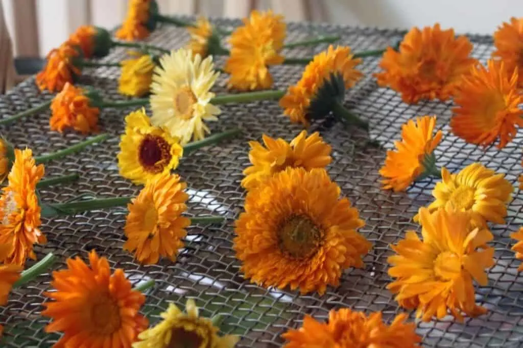 Yellow and orange calendula flowers spread out on a wire rack to dry.