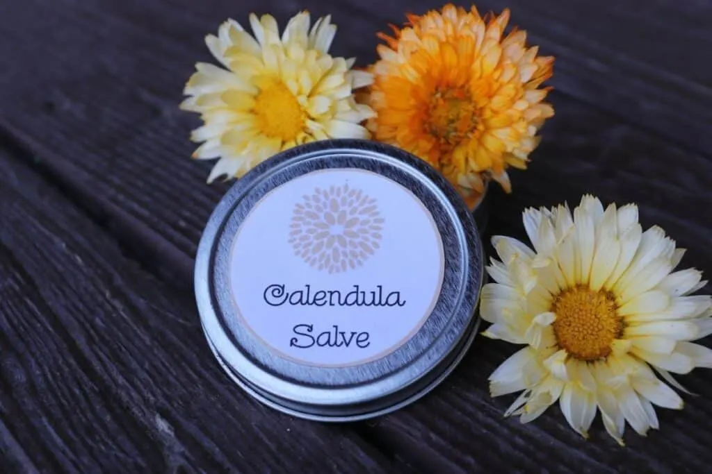 A closed round metal tin with a label stating: calendula salve on top surrounded by fresh yellow and orange calendula blossoms. 