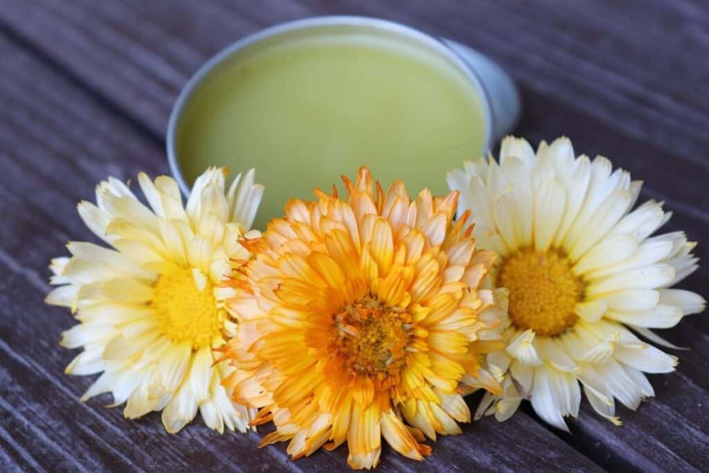 An open tin of calendula salve surrounded by fresh orange and yellow calendula flowers.