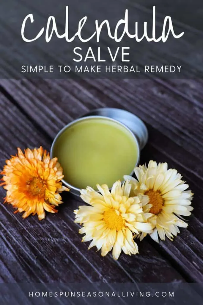 An open tin of calendula salve surrounded by fresh orange and yellow calendula flowers with text overlay stating: calendula salve: easy to make herbal remedy.