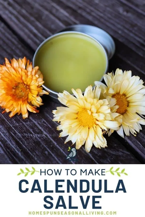 An open tin of calendula salve surrounded by fresh orange and yellow calendula flowers with text overlay stating how to make calendula salve.