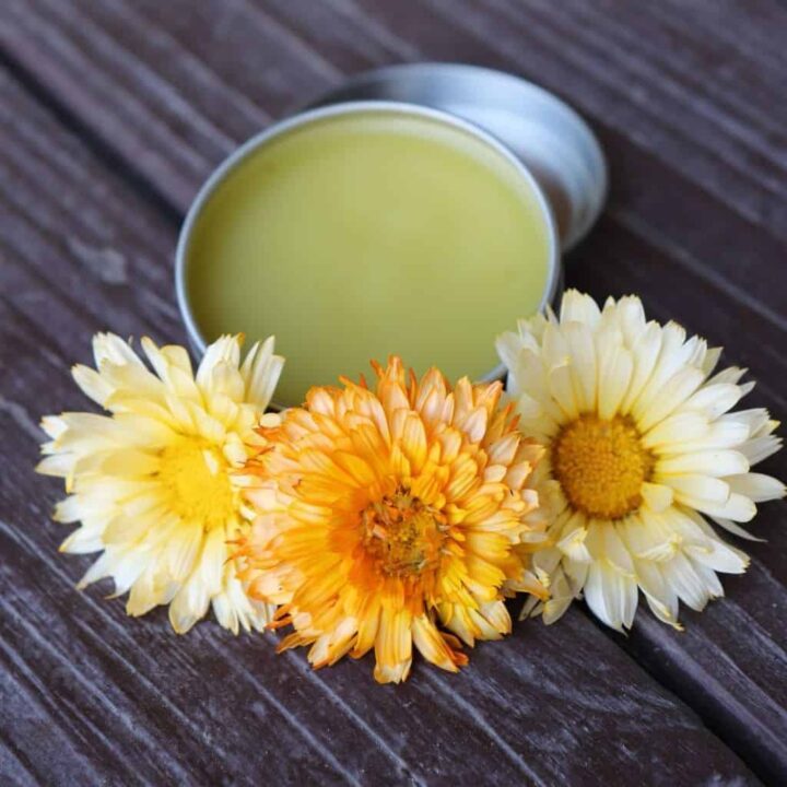 An open tin of calendula salve surrounded by fresh orange and yellow calendula flowers.