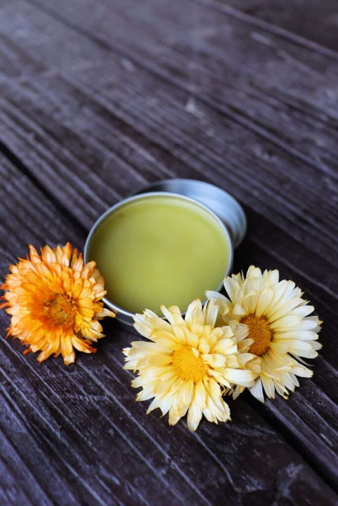 An open tin of calendula salve surrounded by fresh orange and yellow calendula flowers.