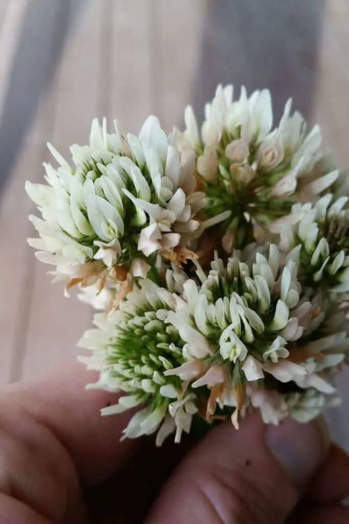 A hand clasping white clover flowers in a bouquet. 