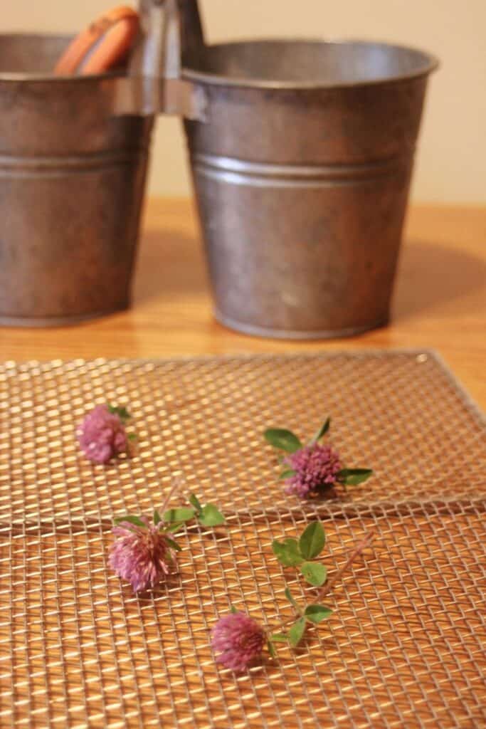 Stems of red clover spread out on a wire rack with a metal bucket in the background. 