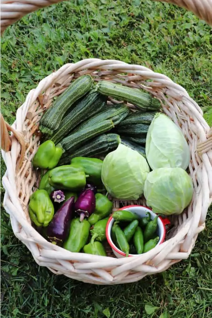 A harvest basket full of zucchini, cabbage, and peppers as seen from above.