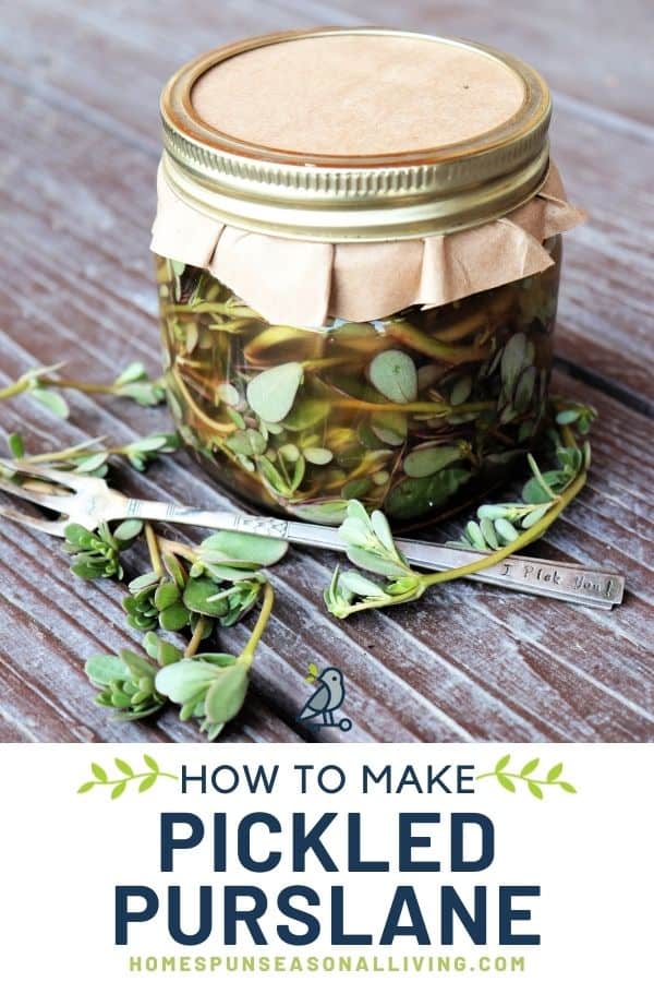 A canning jar full of purslane leaves in a pickling liquid with text overlay stating how to make pickled purslane. 