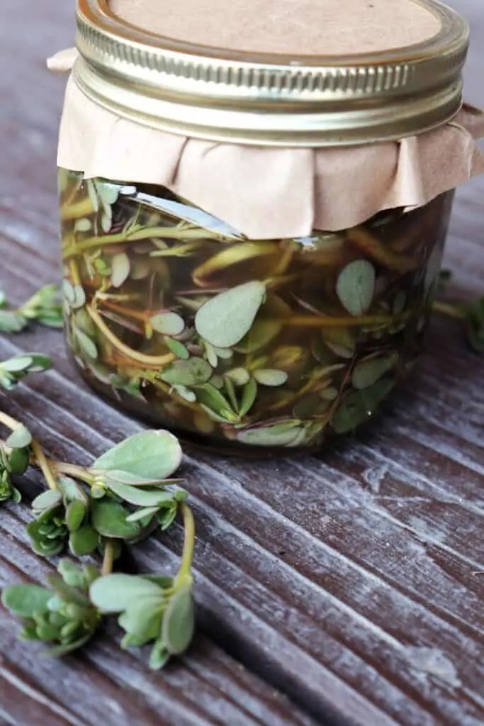 Close up of purslane leaves in a jar full of pickling brine. 