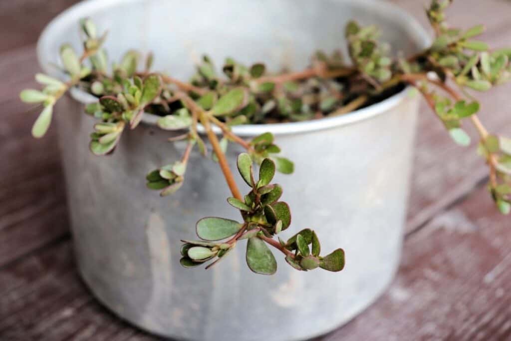 Stems of purslane hanging over the rim of a metal bucket.