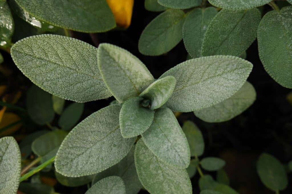 Sage leaves as seen from above in a garden.
